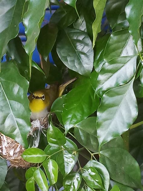 綠繡眼來家裡築巢|野鳥庭前築巢 預示居家風水好兆頭 